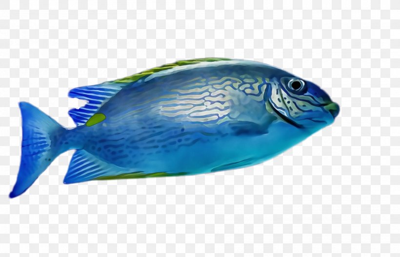 Fish Fish Blue Pomacentridae Parrotfish, PNG, 2000x1288px, Watercolor, Blue, Bonyfish, Electric Blue, Fish Download Free