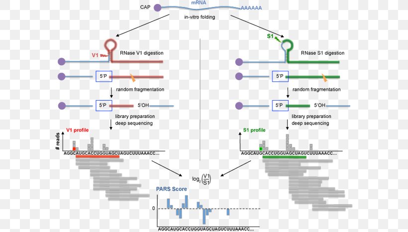RNA Biomolecular Structure Analysis Genome, PNG, 600x466px, Rna, Analysis, Area, Bioinformatics, Biology Download Free