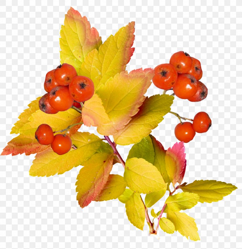 Autumn Photography Clip Art, PNG, 1556x1600px, Autumn, Berry, Drawing, Food, Fruit Download Free