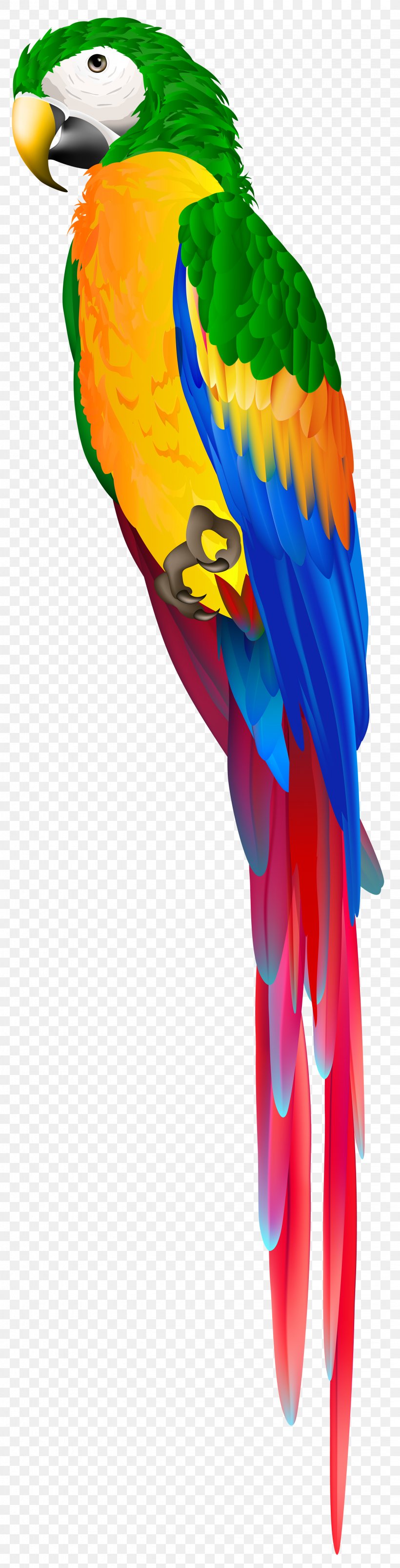 Bird Parrot, PNG, 2044x8000px, Bird, Beak, Blueandyellow Macaw, Costume, Costume Accessory Download Free
