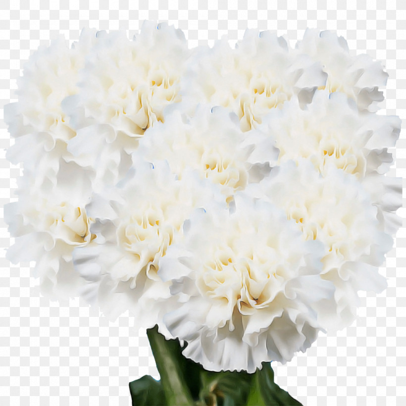 Floral Design, PNG, 1000x1000px, Floral Design, Amazoncom, Benchmark Bouquets 20 Stem Rainbow Mini Carnations, Carnation, Cut Flowers Download Free