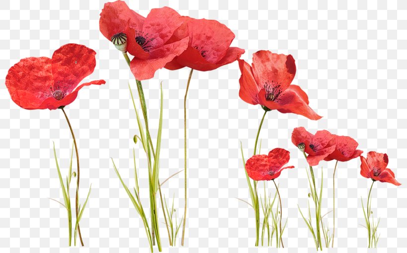 Flower Poppy Motion JPEG Clip Art, PNG, 800x511px, Flower, Coquelicot, Cut Flowers, Flower Bouquet, Flowering Plant Download Free