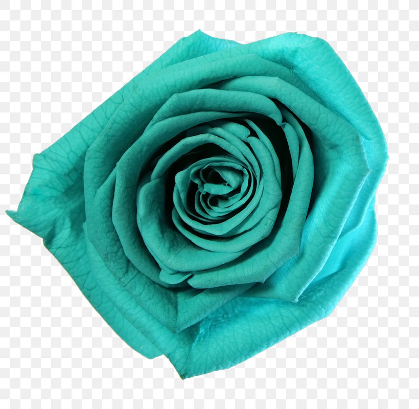Garden Roses Vase Cut Flowers Blue Rose, PNG, 800x800px, Garden Roses, Aqua, Blue, Blue Rose, Bottle Download Free