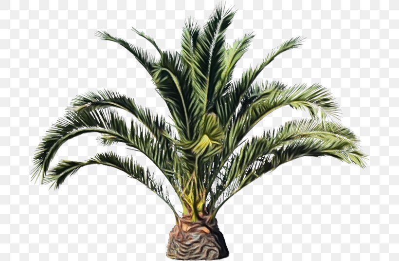 Palm Oil Tree, PNG, 699x536px, Watercolor, Arecales, Attalea, Attalea Speciosa, Babassu Download Free