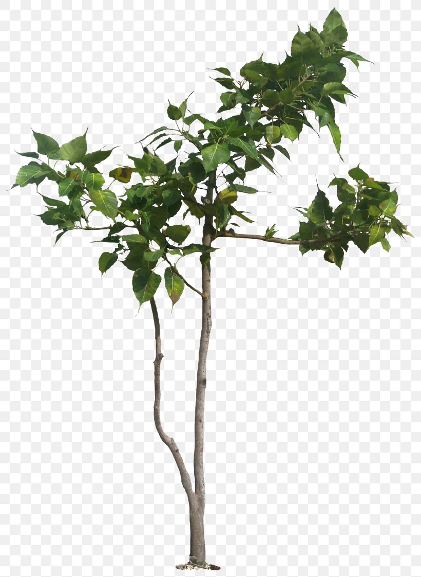 Populus Nigra Tree Banyan Ficus Religiosa Plant, PNG, 819x1122px, Populus Nigra, Banyan, Barringtonia Asiatica, Branch, Cottonwood Download Free
