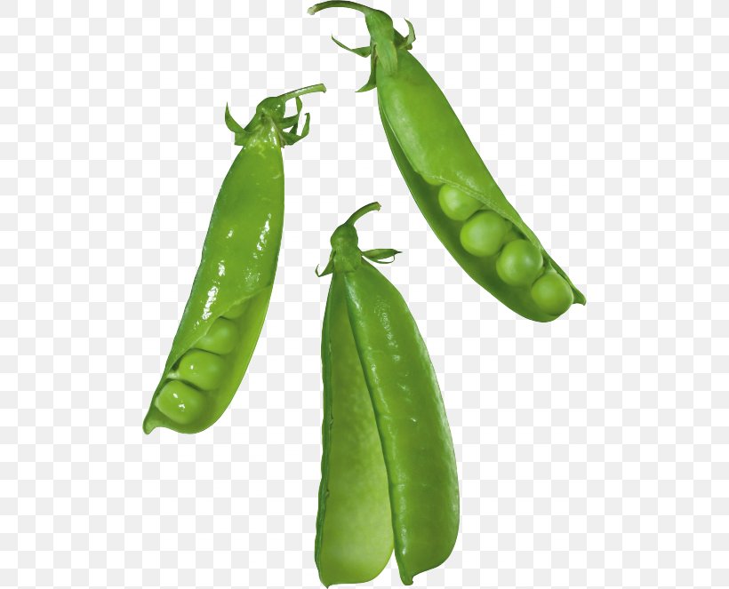Snap Pea Silique, PNG, 500x663px, Snap Pea, Bean, Bell Peppers And Chili Peppers, Chili Pepper, Commodity Download Free