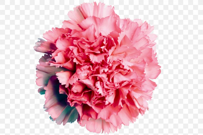 Carnation Flower Rose Pink Color, PNG, 1500x1000px, Carnation, Color, Cut Flowers, Dianthus, Floral Design Download Free