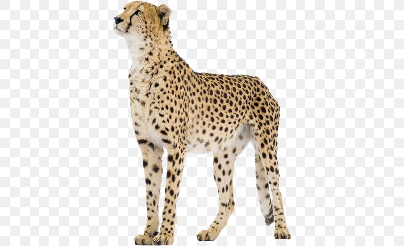 Cheetah Stock Photography Royalty-free Stock.xchng Lion, PNG, 500x500px, Cheetah, Acinonyx, African Leopard, Animal Figure, Big Cats Download Free