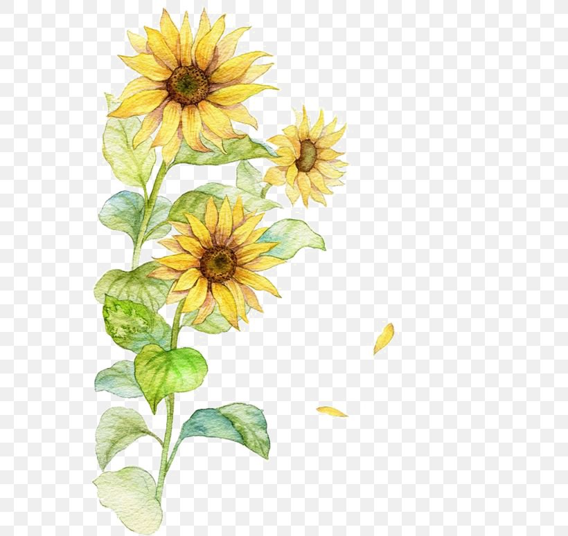 Common Sunflower Poster, PNG, 564x775px, Common Sunflower, Chrysanths, Dahlia, Daisy, Daisy Family Download Free