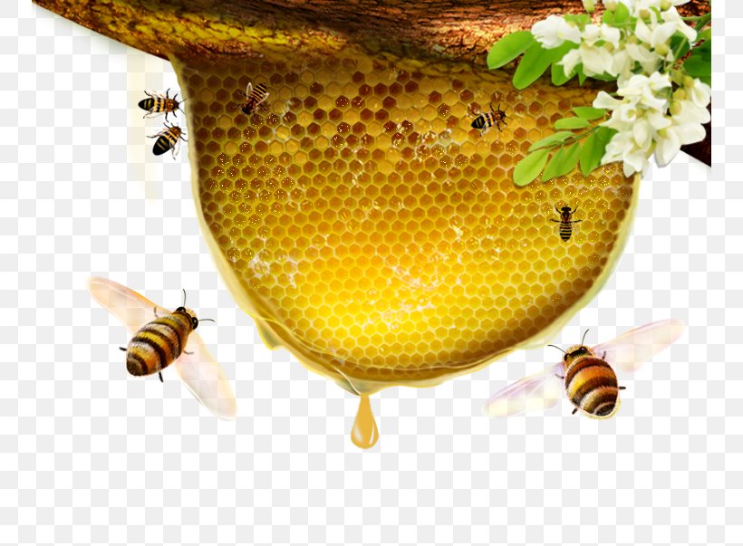 Honey Bee Flowers, PNG, 750x603px, Bee, Apitoxin, Arthropod, Beehive, Beeswax Download Free