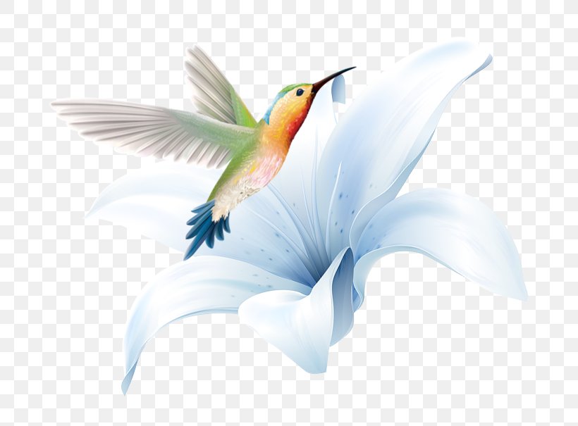 Hummingbird, PNG, 680x605px, Hummingbird, Beak, Bird, Fauna, Feather Download Free