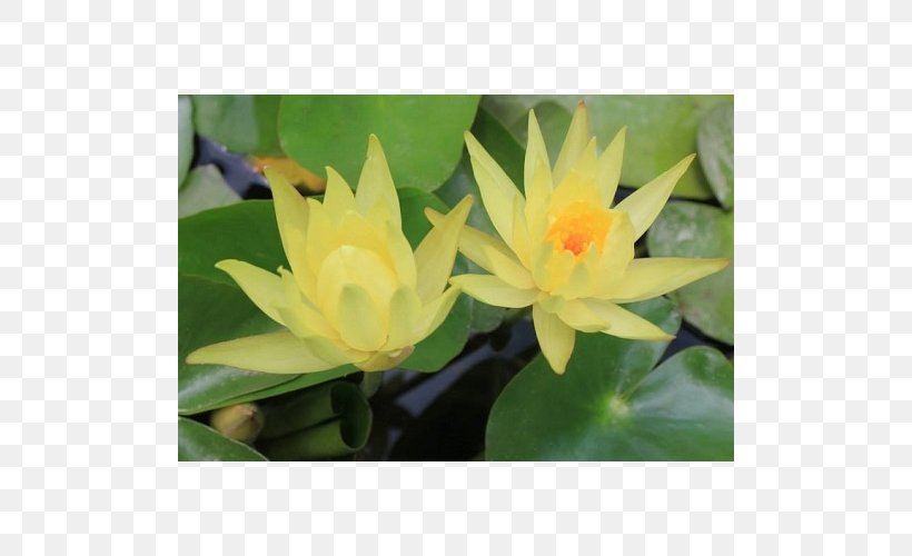 Proteales Aquatic Plants, PNG, 500x500px, Proteales, Aquatic Plant, Aquatic Plants, Flora, Flower Download Free