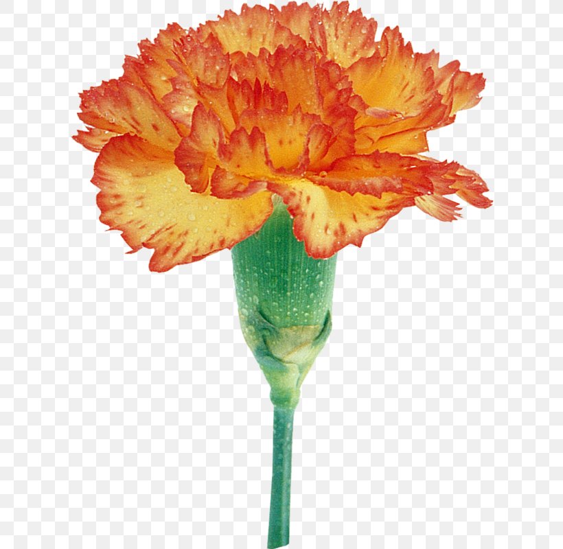 Carnation Cut Flowers Transvaal Daisy Mir Tsvetov, PNG, 618x800px, 2016, 2017, Carnation, Advertising, August Download Free