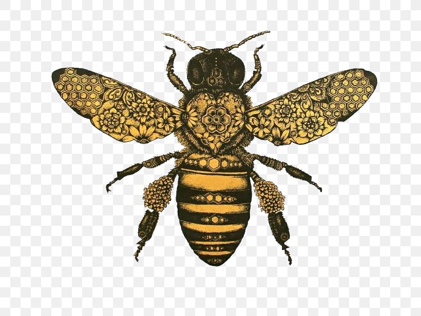 Honey Bee Drawing Bumblebee Clip Art, PNG, 736x616px, Bee, Art, Art Museum, Arthropod, Beehive Download Free