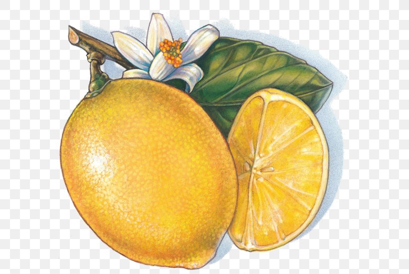Mango Fruit Clip Art, PNG, 600x550px, Mango, Apple, Bitter Orange, Chenpi, Citric Acid Download Free