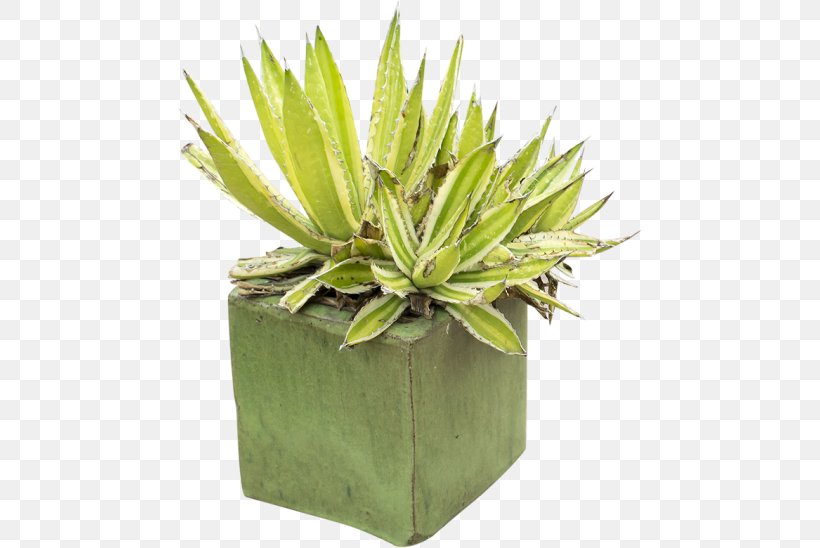 Plant Flowerpot Agave, PNG, 548x548px, Plant, Agave, Flowerpot, Grass Download Free