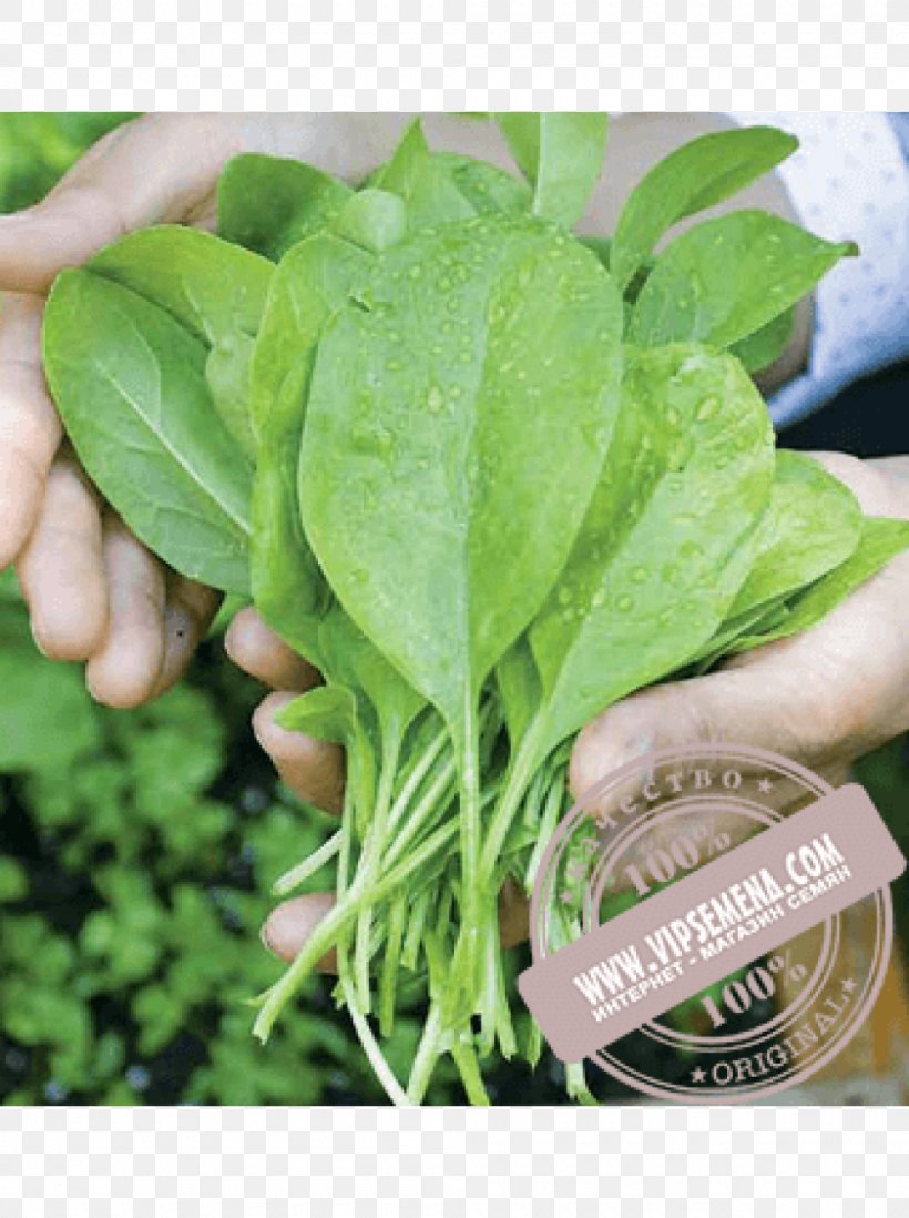 Spinach Vegetable Kitchen Garden Seed Transplanting, PNG, 1000x1340px, Spinach, Basil, Chard, Choy Sum, Crop Download Free