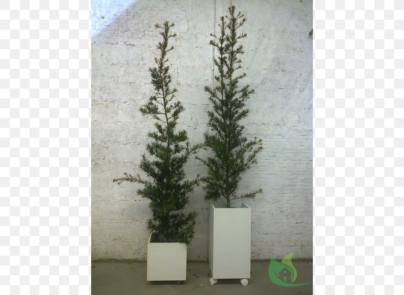 Spruce Flowerpot Fir Evergreen Houseplant, PNG, 600x600px, Spruce, Aechmea, Aechmea Fasciata, Branch, Bromeliads Download Free