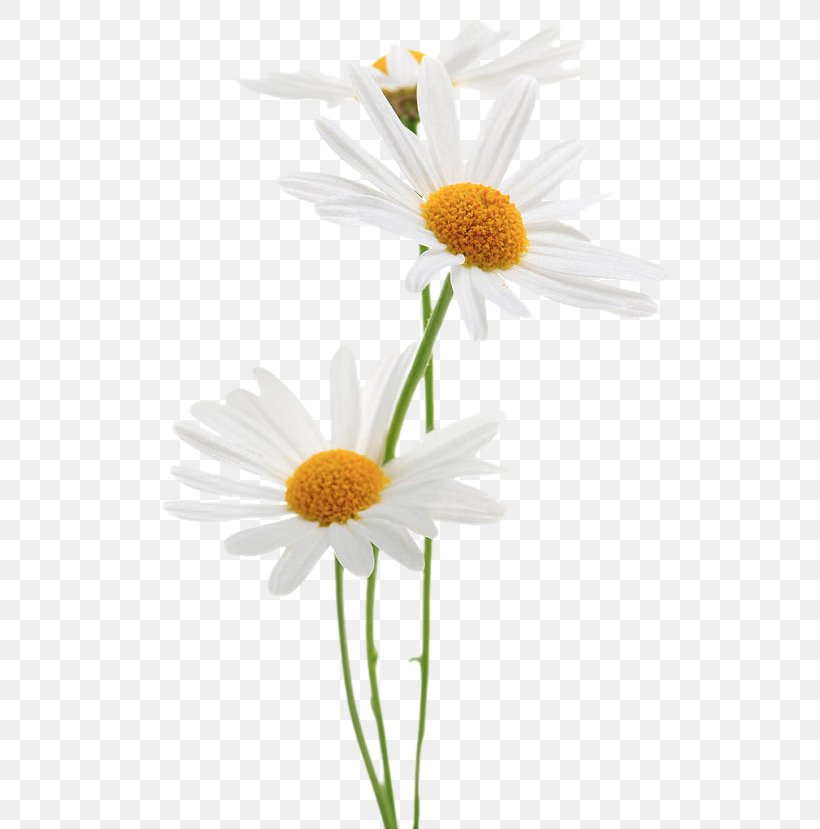 Stock Photography Common Daisy Royalty-free, PNG, 546x829px, Stock Photography, Ansel Adams, Art, Chamaemelum Nobile, Common Daisy Download Free