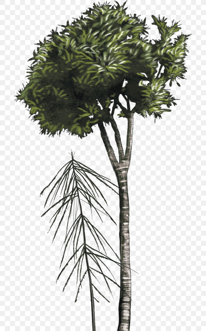 Asian Palmyra Palm Lancewood Tree New Zealand Shrub, PNG, 711x1320px, Asian Palmyra Palm, Arecaceae, Arecales, Borassus Flabellifer, Branch Download Free