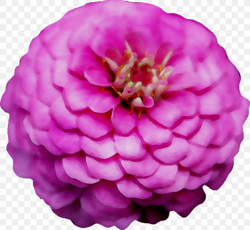 Dahlia Cut Flowers Pink M Peony Cabbage Rose, PNG, 989x911px, Dahlia, Artificial Flower, Cabbage Rose, Camellia, Chinese Peony Download Free