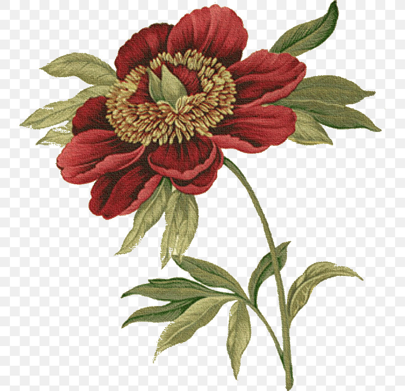 Flower Plant Petal Cut Flowers Gazania, PNG, 741x791px, Drawing Flower, Common Peony, Common Zinnia, Cut Flowers, Floral Drawing Download Free
