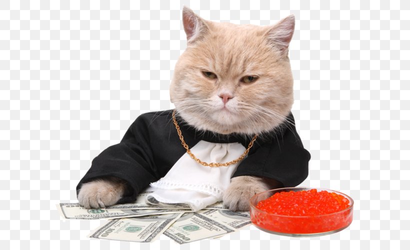 Stock Photography Kitten Cat Money, PNG, 600x500px, Stock Photography, Cat, Cat Bite, Cat Like Mammal, Depositphotos Download Free