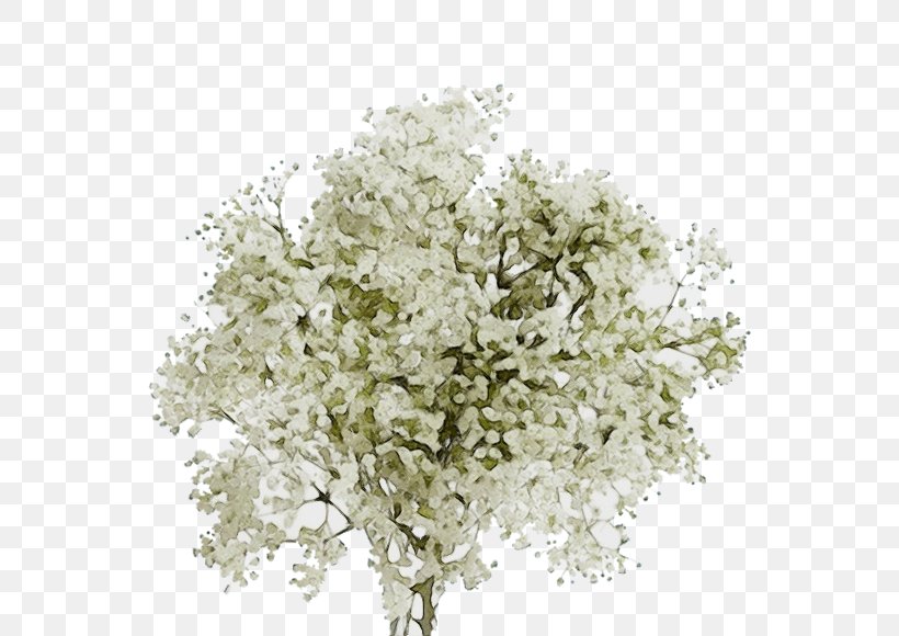 Tree Flower Plant Cut Flowers Woody Plant, PNG, 559x580px, Watercolor, Blossom, Bouquet, Branch, Cut Flowers Download Free