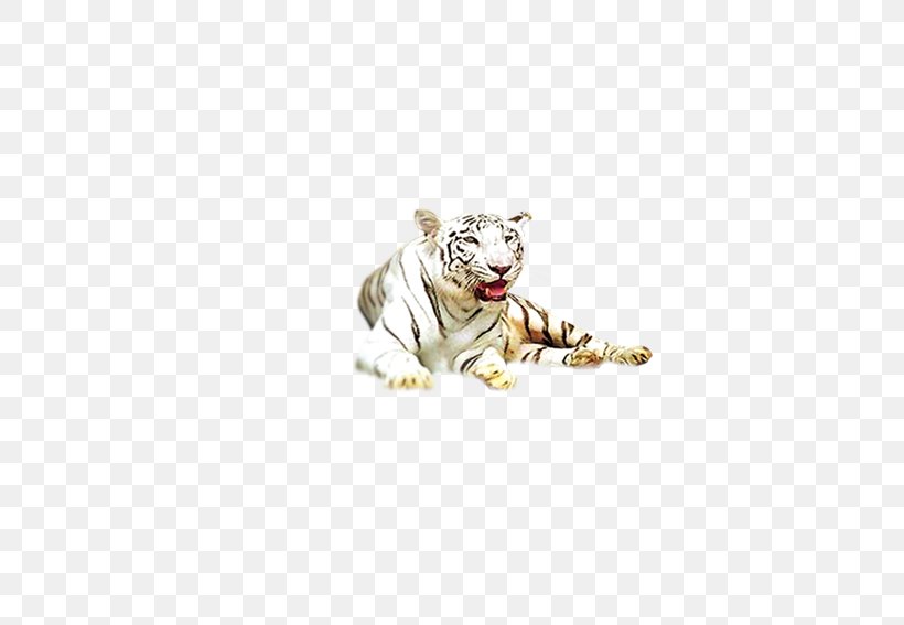 White Tiger, PNG, 567x567px, Tiger, Animal, Big Cat, Big Cats, Carnivoran Download Free