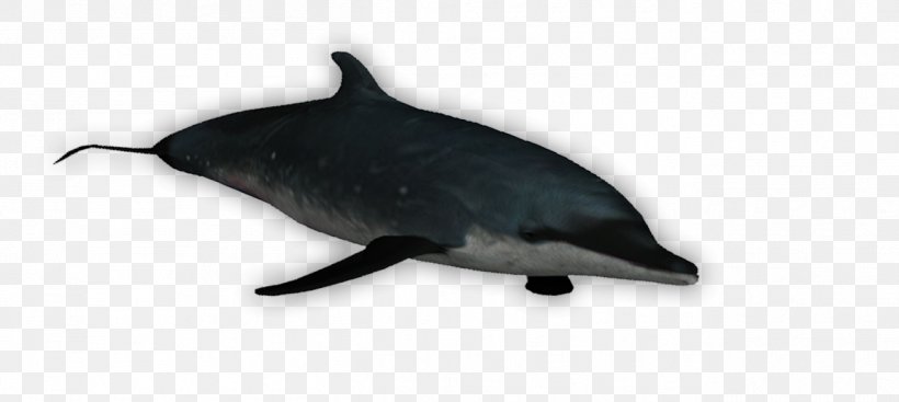 Common Bottlenose Dolphin Tucuxi Porpoise, PNG, 1307x586px, Common Bottlenose Dolphin, Bottlenose Dolphin, Dolphin, Fauna, Fin Download Free