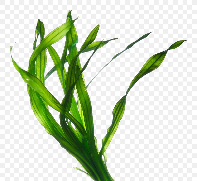 Macrocystis Pyrifera Seaweed Irish Moss Kelp, PNG, 760x755px, Macrocystis Pyrifera, Algae, Commodity, Fucoidan, Grass Download Free
