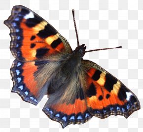 Butterfly Stamp - Robinson Contracting & Landscaping LLC Garden Organization Landscape Design PNG