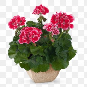 Wine - Spanish Wine Geraniums Pelargonium Zonale Crane's-bill PNG