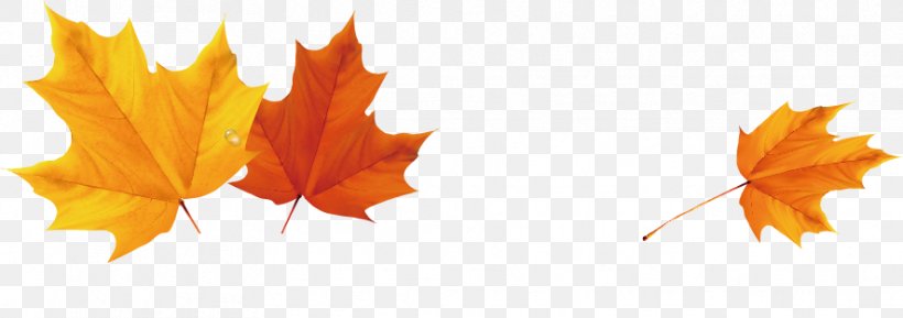 Autumn Leaf Color Clip Art, PNG, 886x313px, Autumn, Autumn Leaf Color, Banner, Leaf, Maple Leaf Download Free