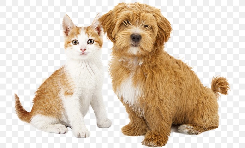 Cat Dog Puppy Kitten Pet Sitting, PNG, 731x496px, Cat, Carnivoran, Cat Like Mammal, Cavapoo, Companion Dog Download Free