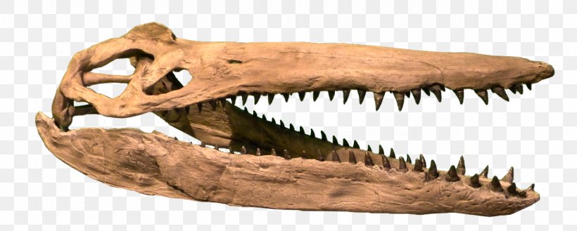 Plesiosauria Late Cretaceous Kronosaurus Liopleurodon Rocky Mountain Dinosaur Resource Center, PNG, 1280x515px, Plesiosauria, Animal Figure, Brachauchenius, Claw, Fossil Download Free