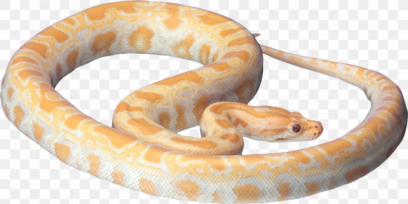 Snake Clip Art, PNG, 2179x1090px, Snake, Black Rat Snake, Boa Constrictor, Boas, Clipping Path Download Free