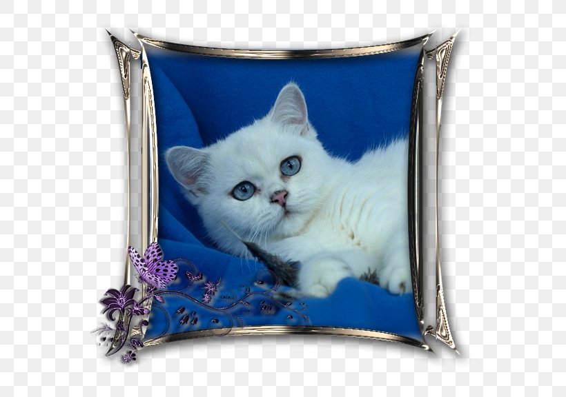 British Shorthair Scottish Fold Domestic Short-haired Cat Kitten Point Coloration, PNG, 576x576px, British Shorthair, Carnivoran, Cat, Cat Like Mammal, Cushion Download Free