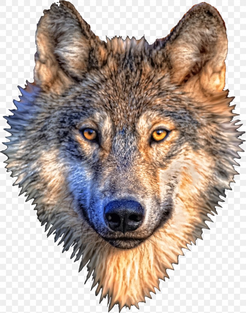 Gray Wolf T-shirt, PNG, 1764x2246px, Gray Wolf, Animal, Carnivoran, Coyote, Dog Like Mammal Download Free