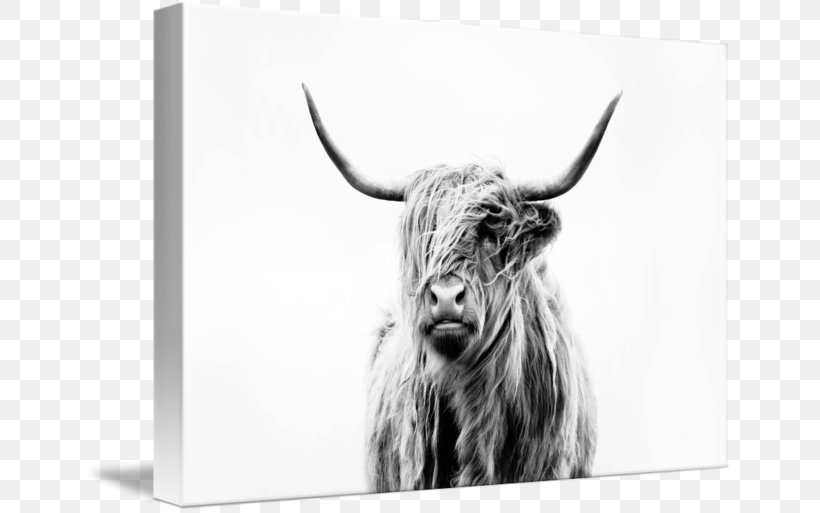 Highland Cattle Scottish Highlands Paper Printing Art, PNG, 650x513px, Highland Cattle, Art, Black And White, Canvas Print, Cattle Download Free