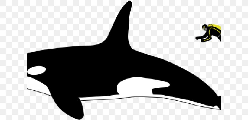 Killer Whale Whales Clip Art Great White Shark Leopard Seal, PNG, 641x398px, Killer Whale, Blackandwhite, Blue Whale, Bottlenose Dolphin, Cetacea Download Free