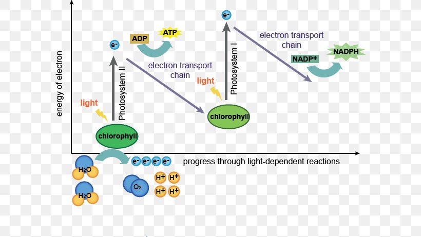 Light-dependent Reactions Light-independent Reactions Photosynthesis Thylakoid, PNG, 607x462px, Light, Area, Biology, Calvin Cycle, Carbon Dioxide Download Free