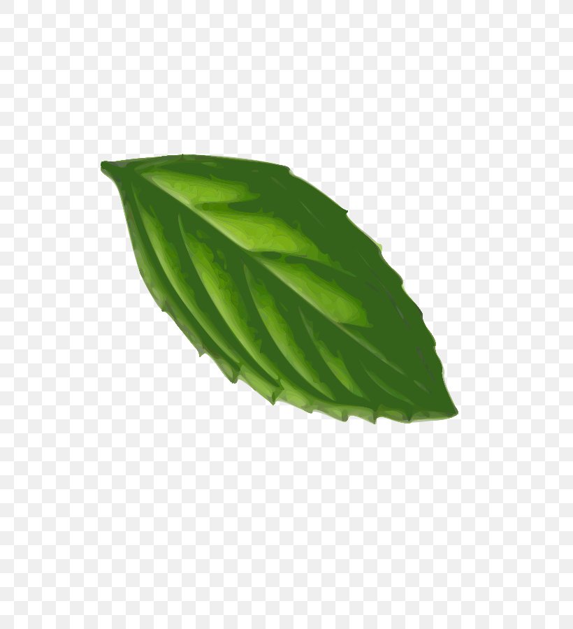 Peppermint Leaf Clip Art, PNG, 637x900px, Peppermint, Drawing, Free Content, Herb, Leaf Download Free