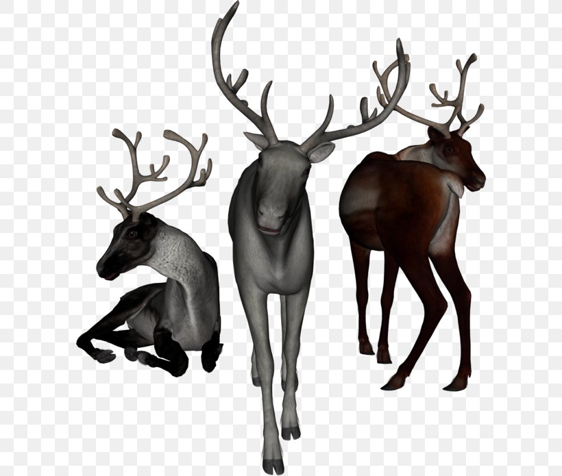 Reindeer Elk White-tailed Deer Moose, PNG, 600x695px, Reindeer, Animal, Antler, Deer, Drawing Download Free