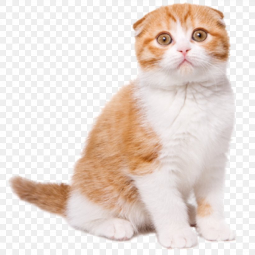 Scottish Fold Stock Photography Royalty-free Image Stock.xchng, PNG, 2289x2289px, Scottish Fold, Aegean Cat, American Curl, American Wirehair, Carnivoran Download Free