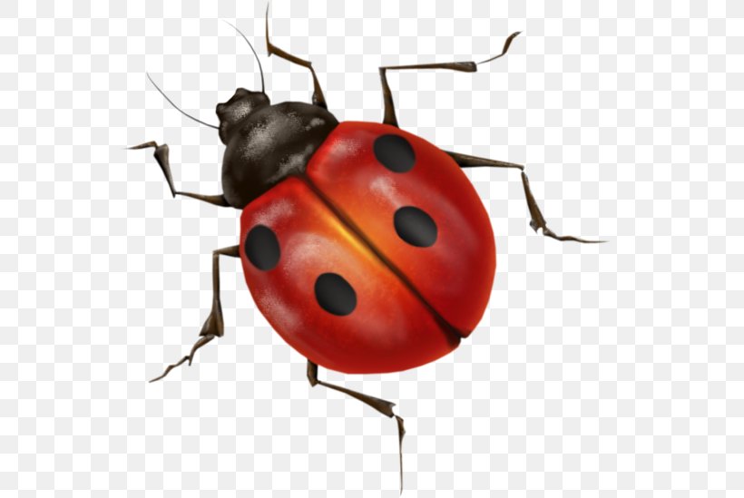 Ladybird Insect, PNG, 556x549px, Beetle, Animation, Arthropod, Data Compression, Gimp Download Free