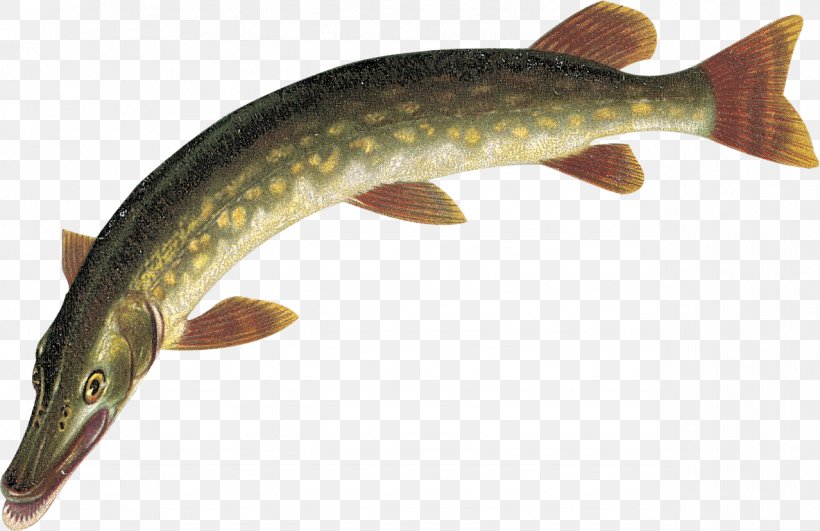 Trophy Northern Pike Is 41 Inches Pike Fish PNG Image With Transparent  Background TOPpng