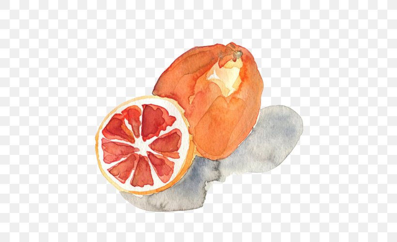 Watercolor Painting Printmaking Art, PNG, 500x500px, Watercolor Painting, Art, Blood Orange, Botanical Illustration, Citric Acid Download Free