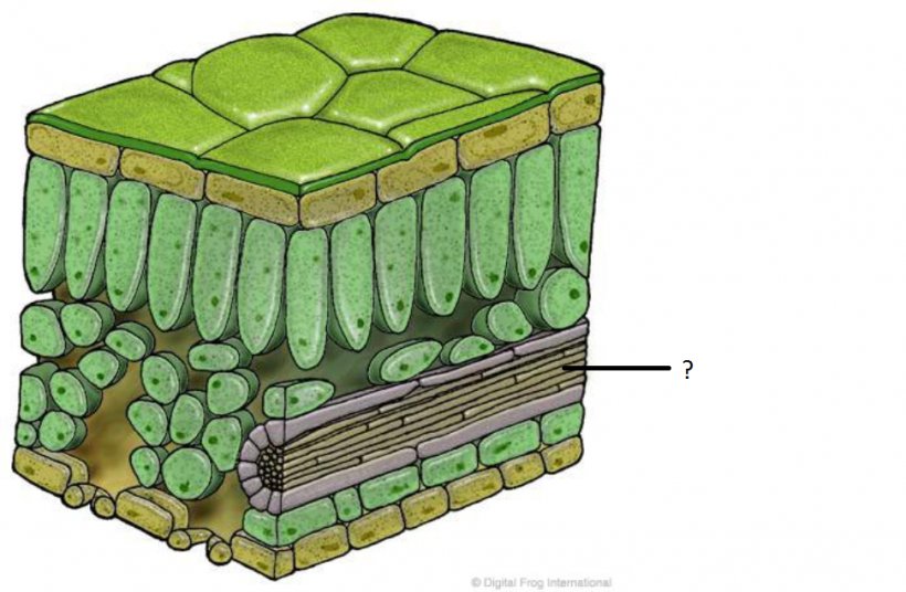 Leaf Photosynthesis Stoma Function Limbe, PNG, 972x636px, Leaf, Biology, Botany, Chloroplast, Diagram Download Free