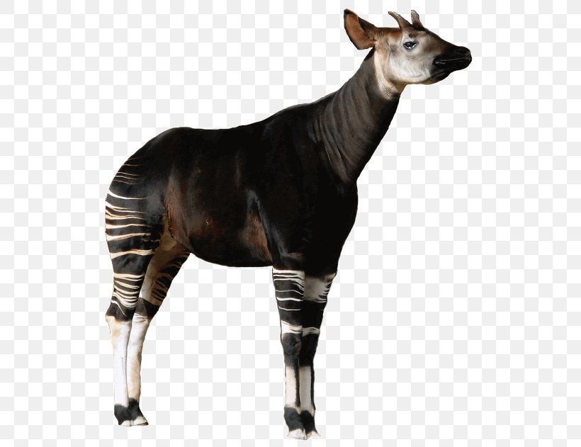 Okapi Giraffe Apache Giraph Apache Mahout Animal, PNG, 556x631px, Okapi, Animal, Apache Giraph, Apache Mahout, Data Download Free